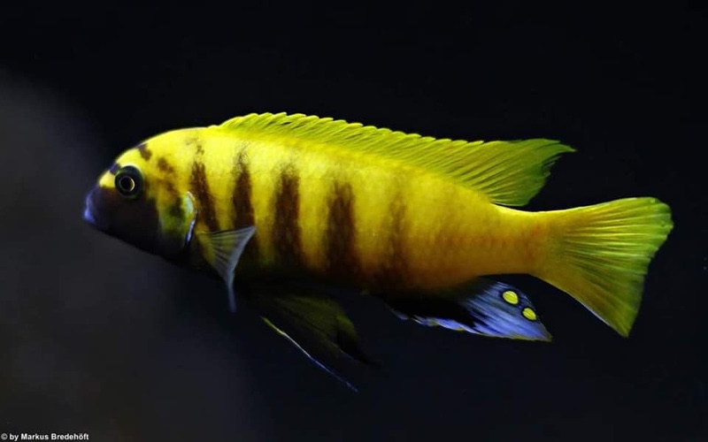 Maylandia sp. 'zebra gold' Kawanga